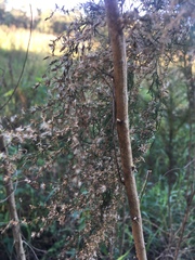 Eupatorium capillifolium image
