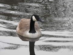 Branta canadensis