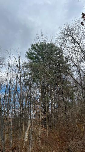 eastern white pine