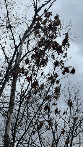 Northern Red Oak
