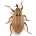 Alfalfa Weevil - Photo (c) Mike Quinn, Austin, TX, some rights reserved (CC BY-NC), uploaded by Mike Quinn, Austin, TX