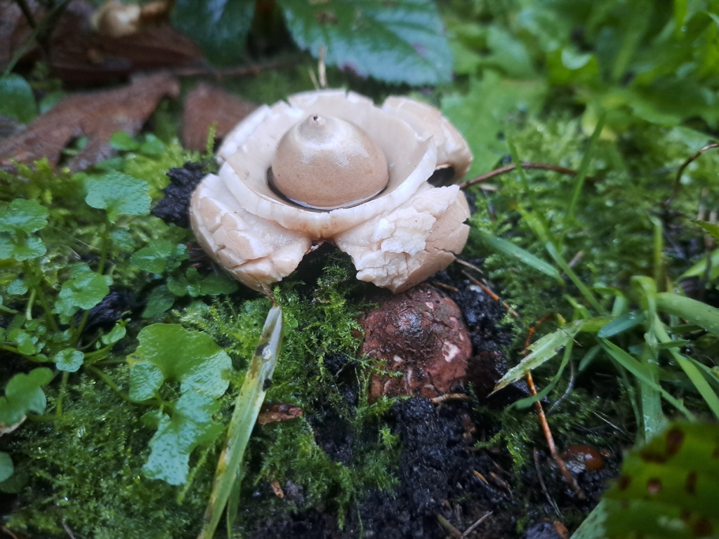 Geastrum michelianum · November 2025 · photo: © ionafraser (iNaturalist, cc-by)
