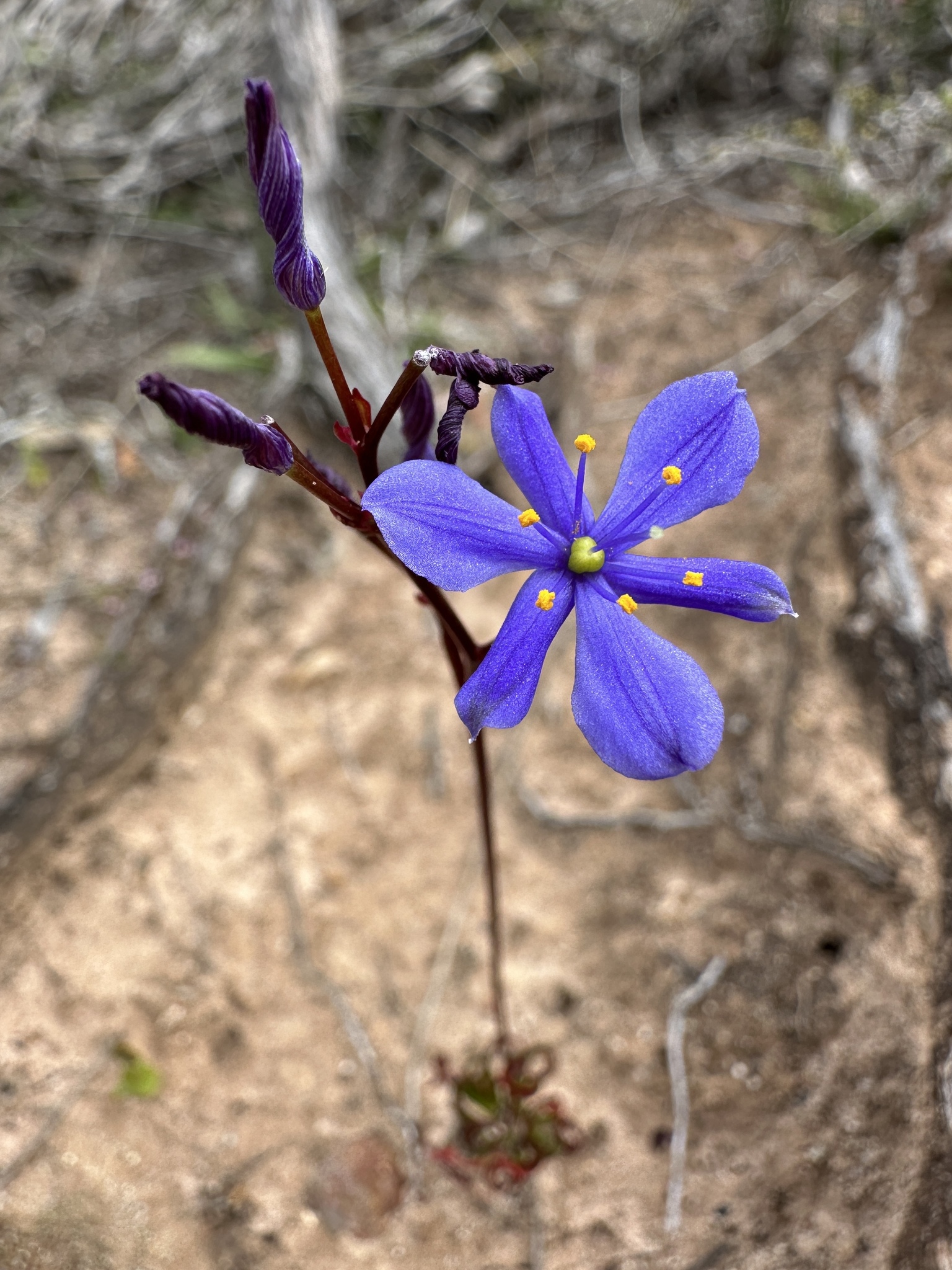 Chamaescilla spiralis