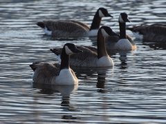 Branta canadensis