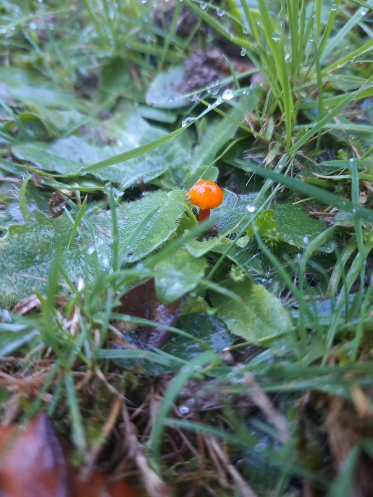 Hygrocybe insipida · November 2025 · photo: © ionafraser (iNaturalist, cc-by)