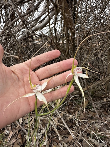 Stark white spider orchid (Caladenia longicauda)
