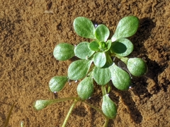Callitriche heterophylla