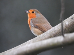 Erithacus rubecula