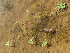 Callitriche heterophylla