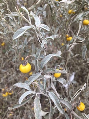 Solanum elaeagnifolium
