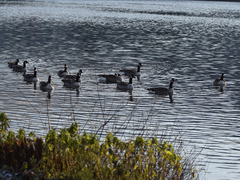 Branta canadensis