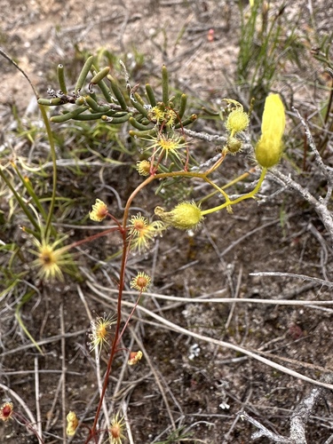 Drosera intricata