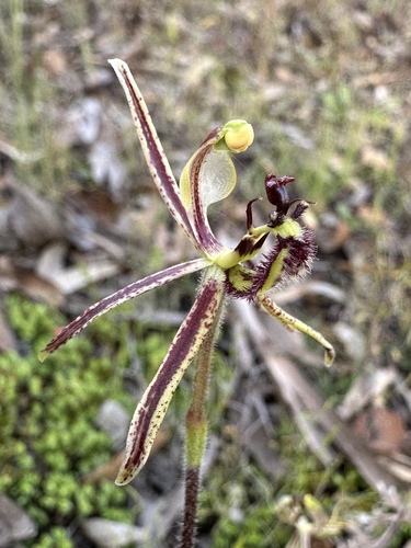 Dragon Orchid (Caladenia barbarossa)