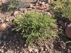 Euphorbia magdalenae