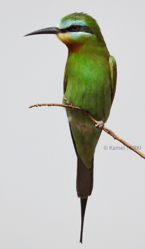 Blue-cheeked Bee-eater