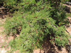 Vachellia pacensis