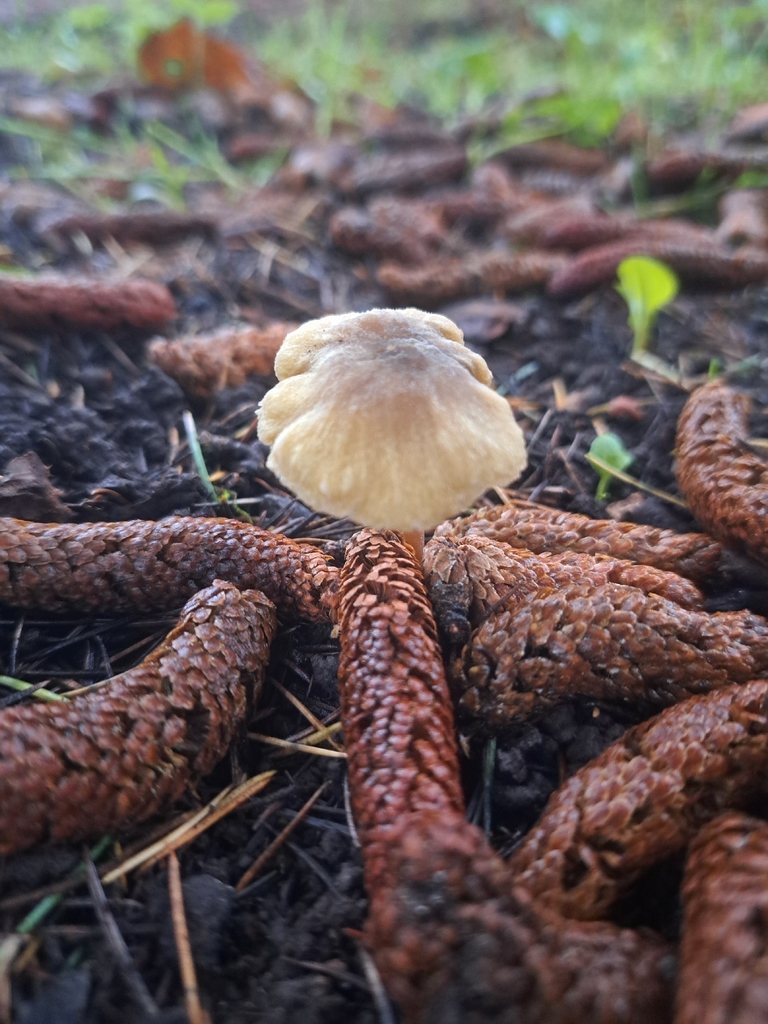 Entoloma pleopodium · November 2025 · photo: © ionafraser (iNaturalist, cc-by)