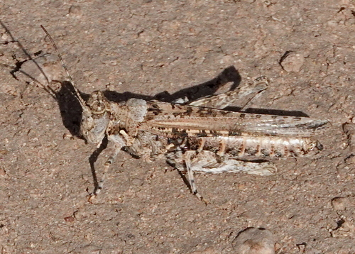 Derotmema laticinctum