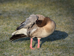 Anser brachyrhynchus