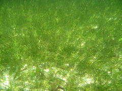 Cymodoceaceae