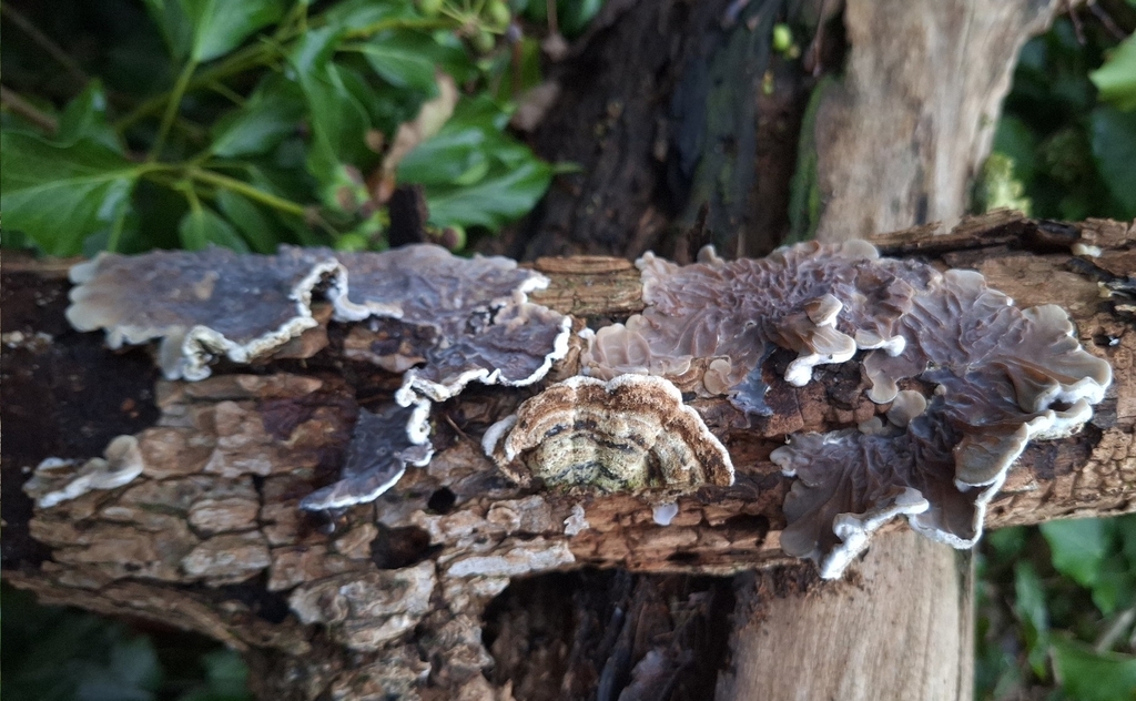 Auricularia mesenterica · November 2025 · photo: © yellowplant (iNaturalist, cc-by)