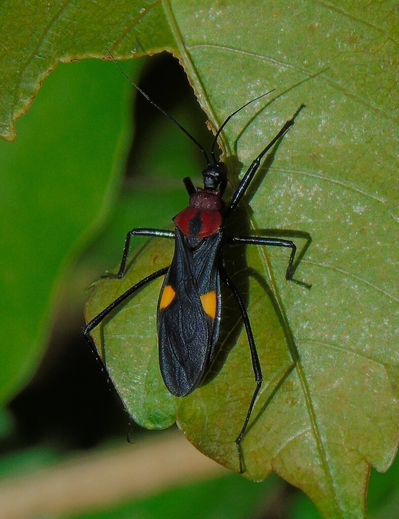 Zelurus stillatipennis