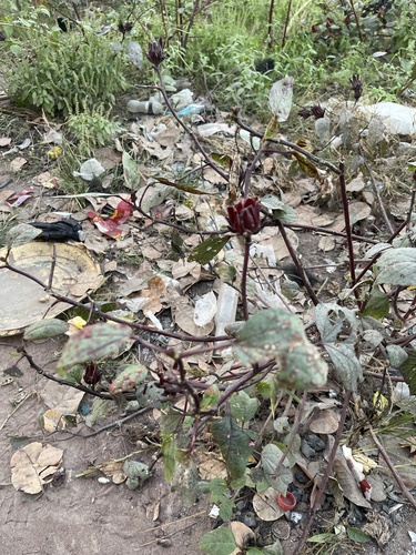Sorrel