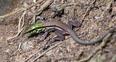 Ameiva atrigularis