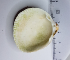 Laevicardium crassum