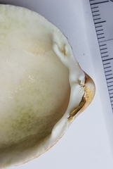 Laevicardium crassum