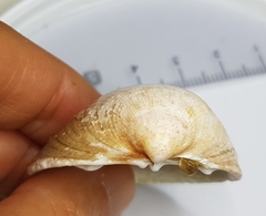 Laevicardium crassum