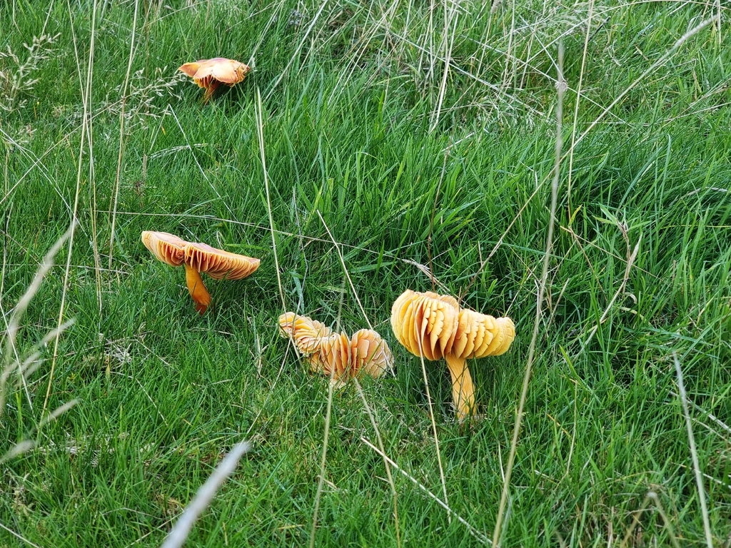 Hygrocybe punicea · November 2025 · photo: © james_ferns_etc (iNaturalist, cc-by-nc)