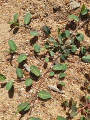 Alysicarpus ovalifolius