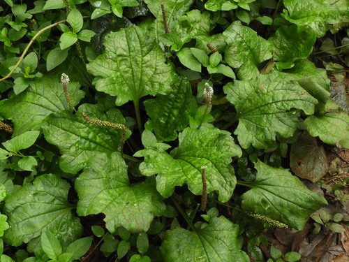 Plantago palmata