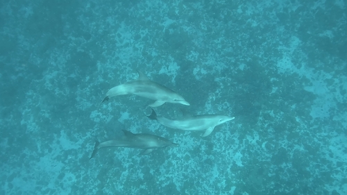 Tursiops aduncus
