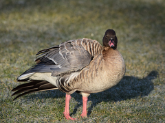 Anser brachyrhynchus