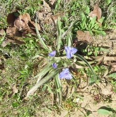 Tradescantia subacaulis