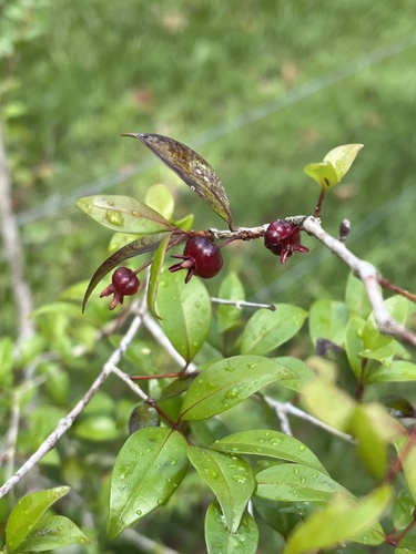 Eugenia sulcata, 2025-11-14