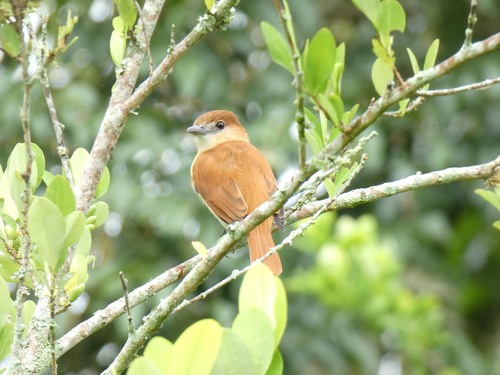 Cinereous Becard (Pachyramphus rufus), photo 2