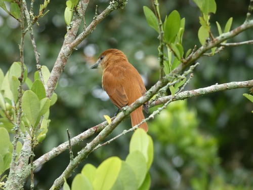 Cinereous Becard (Pachyramphus rufus)