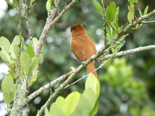 Cinereous Becard (Pachyramphus rufus), photo 10