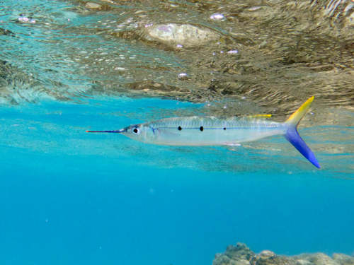 Barred garfish (Hemiramphus far) — Hemiramphidae