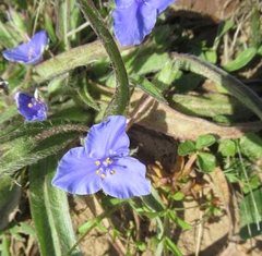Tradescantia subacaulis