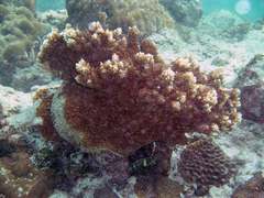 Acropora abrotanoides