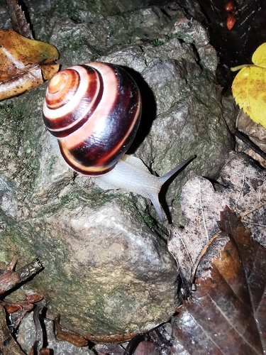 Cepaea nemoralis