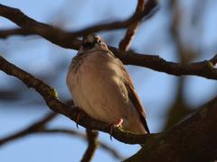 Passer domesticus