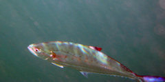 Scomberoides lysan