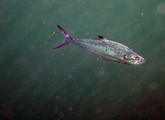 Scomberoides lysan