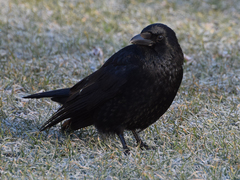 Corvus corone