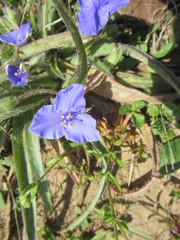 Tradescantia subacaulis